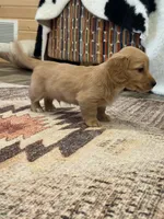 Akc ee Red boy , a male Dachshund and Miniature Dachshund for sale in Decatur, IA – 7 of 7