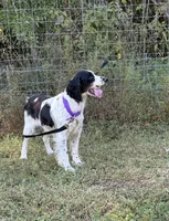 Stevie , a female English Springer Spaniel for sale in DeFuniak Springs, FL – 4 of 4