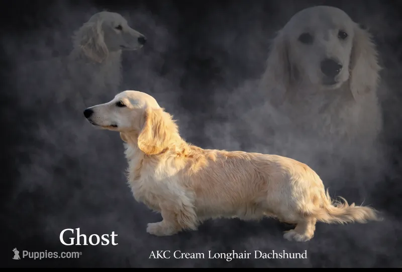 Akc Ghost  – Miniature Dachshund puppy for sale in Decatur, IA