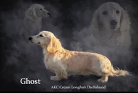 Akc Ghost , a male Miniature Dachshund for sale in Decatur, IA – 1 of 4
