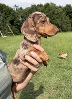 Chocolate and tan dapple , a female Dachshund and Miniature Dachshund for sale in DeFuniak Springs, FL – 2 of 3