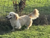 Akc Ghost , a male Miniature Dachshund for sale in Decatur, IA – 4 of 4