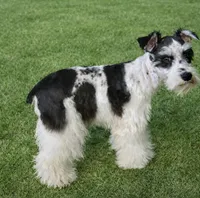 Matilda AKC , a female Miniature Schnauzer for sale in DeFuniak Springs, FL – 2 of 2