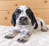 Ivy, a female English Springer Spaniel for sale in Decatur, IA – 1 of 4