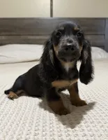 AKC Black and tan longhair , a male Dachshund and Miniature Dachshund for sale in DeFuniak Springs, FL – 4 of 5