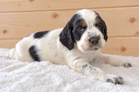 Hank , a male English Springer Spaniel for sale in Decatur, IA – 2 of 5