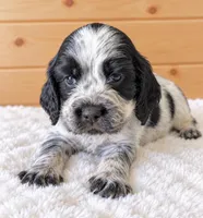 Ivy, a female English Springer Spaniel for sale in Decatur, IA – 2 of 4