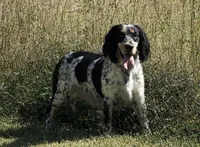 Beau, a male English Springer Spaniel for sale in Decatur, IA – 4 of 5