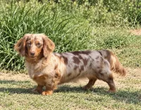 Akc ee Red boy , a male Dachshund and Miniature Dachshund for sale in Decatur, IA – 2 of 7