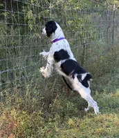 Stevie , a female English Springer Spaniel for sale in DeFuniak Springs, FL – 2 of 4
