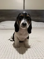 Akc piebald , a male Dachshund and Miniature Dachshund for sale in DeFuniak Springs, FL – 2 of 3