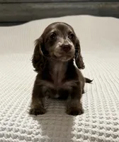 Chocolate and cream brindle , a male Miniature Dachshund for sale in DeFuniak Springs, FL – 5 of 9