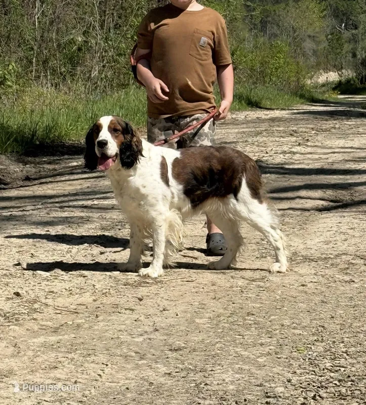 Breezy  – English Springer Spaniel puppy for sale in DeFuniak Springs, FL