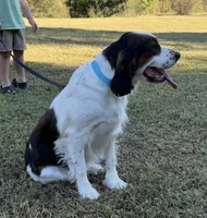 Breezy , a female English Springer Spaniel for sale in DeFuniak Springs, FL – Photo 2 of 2