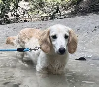 Akc Ghost , a male Miniature Dachshund for sale in Decatur, IA – 2 of 4