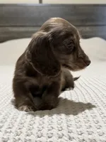 Chocolate and cream brindle , a male Miniature Dachshund for sale in DeFuniak Springs, FL – 9 of 9