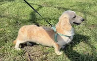Akc shaded red dapple male , a male Dachshund and Miniature Dachshund for sale in Decatur, IA – 4 of 6