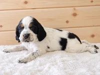 Hank , a male English Springer Spaniel for sale in Decatur, IA – 3 of 5