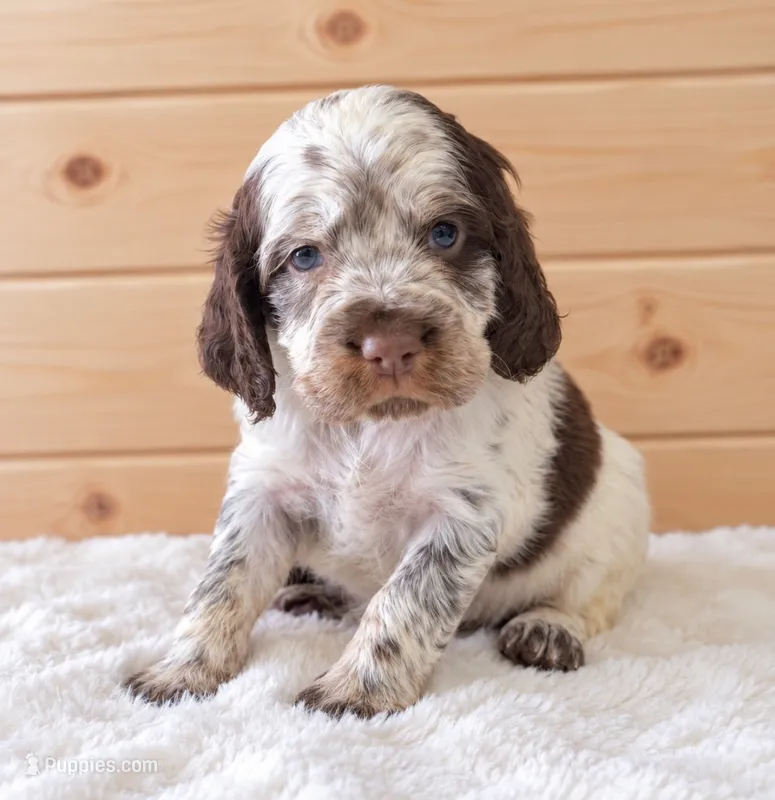 Finn – English Springer Spaniel puppy for sale in Decatur, IA