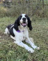 Stevie , a female English Springer Spaniel for sale in DeFuniak Springs, FL – 3 of 4