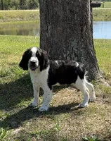 Black Tri boy , a male English Springer Spaniel for sale in DeFuniak Springs, FL – Photo 3 of 5