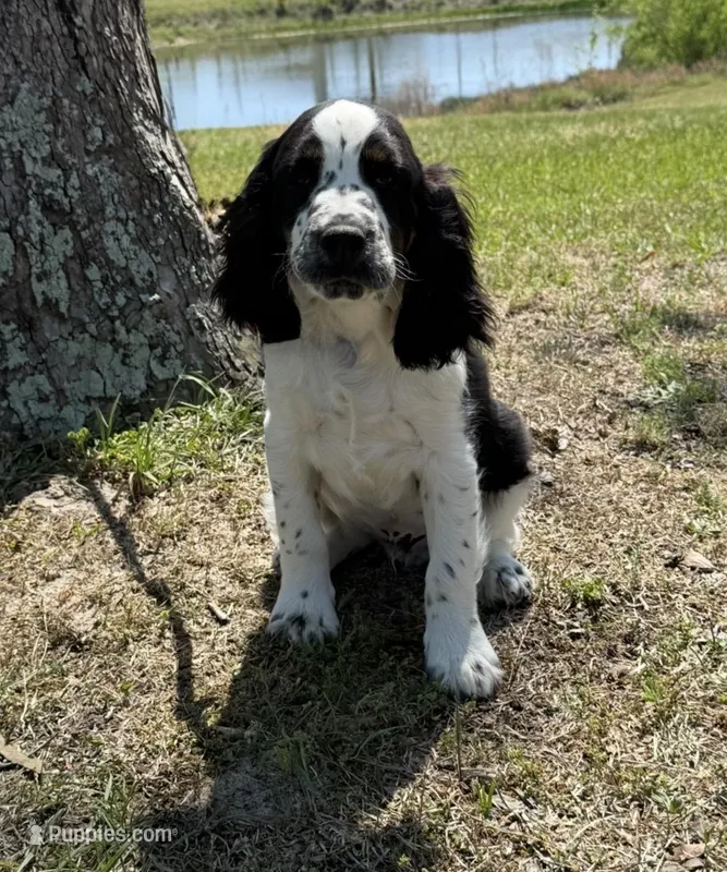 Black Tri boy  – English Springer Spaniel puppy for sale in DeFuniak Springs, FL