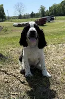 Black Tri boy , a male English Springer Spaniel for sale in DeFuniak Springs, FL – Photo 2 of 5