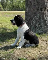 Black Tri boy , a male English Springer Spaniel for sale in DeFuniak Springs, FL – Photo 5 of 5