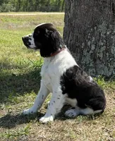 Black Tri boy , a male English Springer Spaniel for sale in DeFuniak Springs, FL – Photo 4 of 5