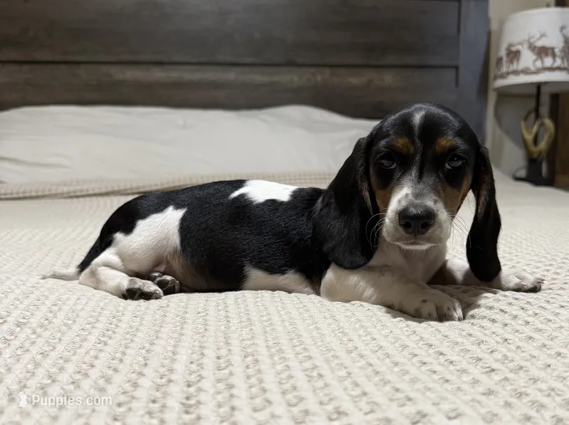 Akc piebald  – Dachshund, Miniature Dachshund puppy for sale in DeFuniak Springs, FL