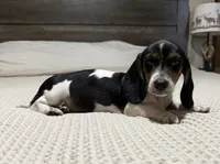 Akc piebald , a male Dachshund and Miniature Dachshund for sale in DeFuniak Springs, FL – 1 of 3