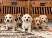 Akc ee Red boy , a male Dachshund and Miniature Dachshund for sale in Decatur, IA – 4 of 7