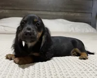 AKC Black and tan longhair , a male Dachshund and Miniature Dachshund for sale in DeFuniak Springs, FL – 2 of 5