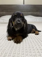 AKC Black and tan longhair , a male Dachshund and Miniature Dachshund for sale in DeFuniak Springs, FL – 5 of 5