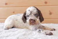 Finn, a male English Springer Spaniel for sale in Decatur, IA – 2 of 4