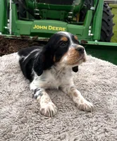 Akc black tri roan male, a male English Springer Spaniel for sale in DeFuniak Springs, FL – Photo 4 of 4