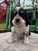 Akc black tri roan male, a male English Springer Spaniel for sale in DeFuniak Springs, FL – Photo 1 of 4