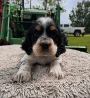 Akc black tri roan male, a male English Springer Spaniel for sale in DeFuniak Springs, FL – Photo 2 of 4