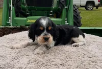 Akc black tri roan male, a male English Springer Spaniel for sale in DeFuniak Springs, FL – Photo 3 of 4