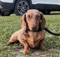 AKC Reese , a male Miniature Dachshund for sale in Decatur, IA – 2 of 2