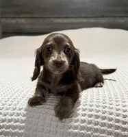 Chocolate and cream brindle , a male Miniature Dachshund for sale in DeFuniak Springs, FL – 7 of 9