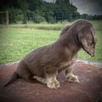 Chocolate and cream brindle , a male Miniature Dachshund for sale in DeFuniak Springs, FL – 6 of 9