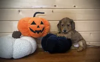 Akc shaded red dapple male , a male Dachshund and Miniature Dachshund for sale in Decatur, IA – 5 of 6