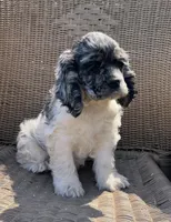 Demi , a female Cocker Spaniel for sale in DeFuniak Springs, FL – Photo 4 of 5