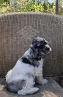 Demi , a female Cocker Spaniel for sale in DeFuniak Springs, FL – Photo 5 of 5