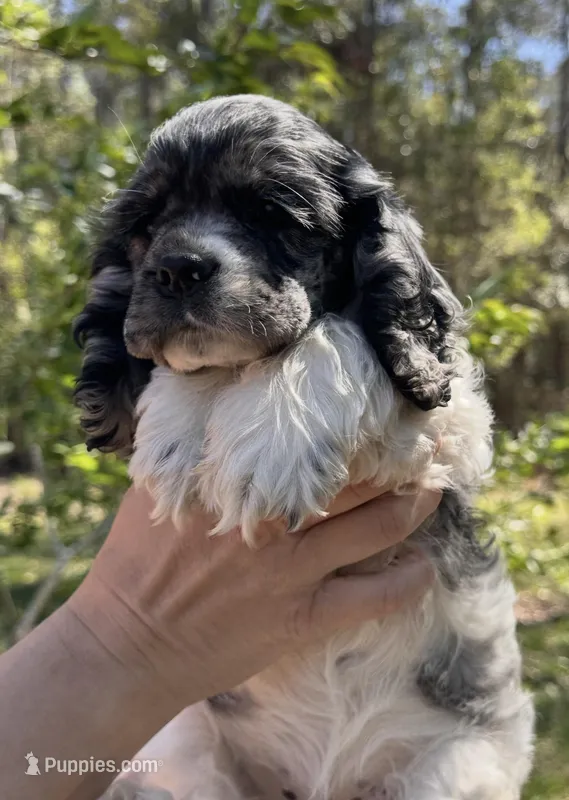 Demi  – Cocker Spaniel puppy for sale in DeFuniak Springs, FL