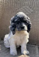 Demi , a female Cocker Spaniel for sale in DeFuniak Springs, FL – Photo 3 of 5