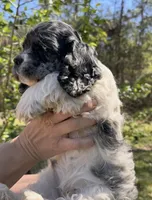 Demi , a female Cocker Spaniel for sale in DeFuniak Springs, FL – Photo 2 of 5