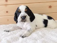 Hank , a male English Springer Spaniel for sale in Decatur, IA – 1 of 5