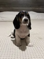 Akc piebald , a male Dachshund and Miniature Dachshund for sale in DeFuniak Springs, FL – 3 of 3